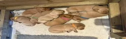 Labrador Retriever dogs for sale: Stunning Fox Red Labrador Puppies - Family Raised in Nantwich - Advert 1