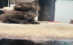 Maine Coon cats for sale:  Maine Coon Kittens Looking for Loving Homes 🐾 - Image 6