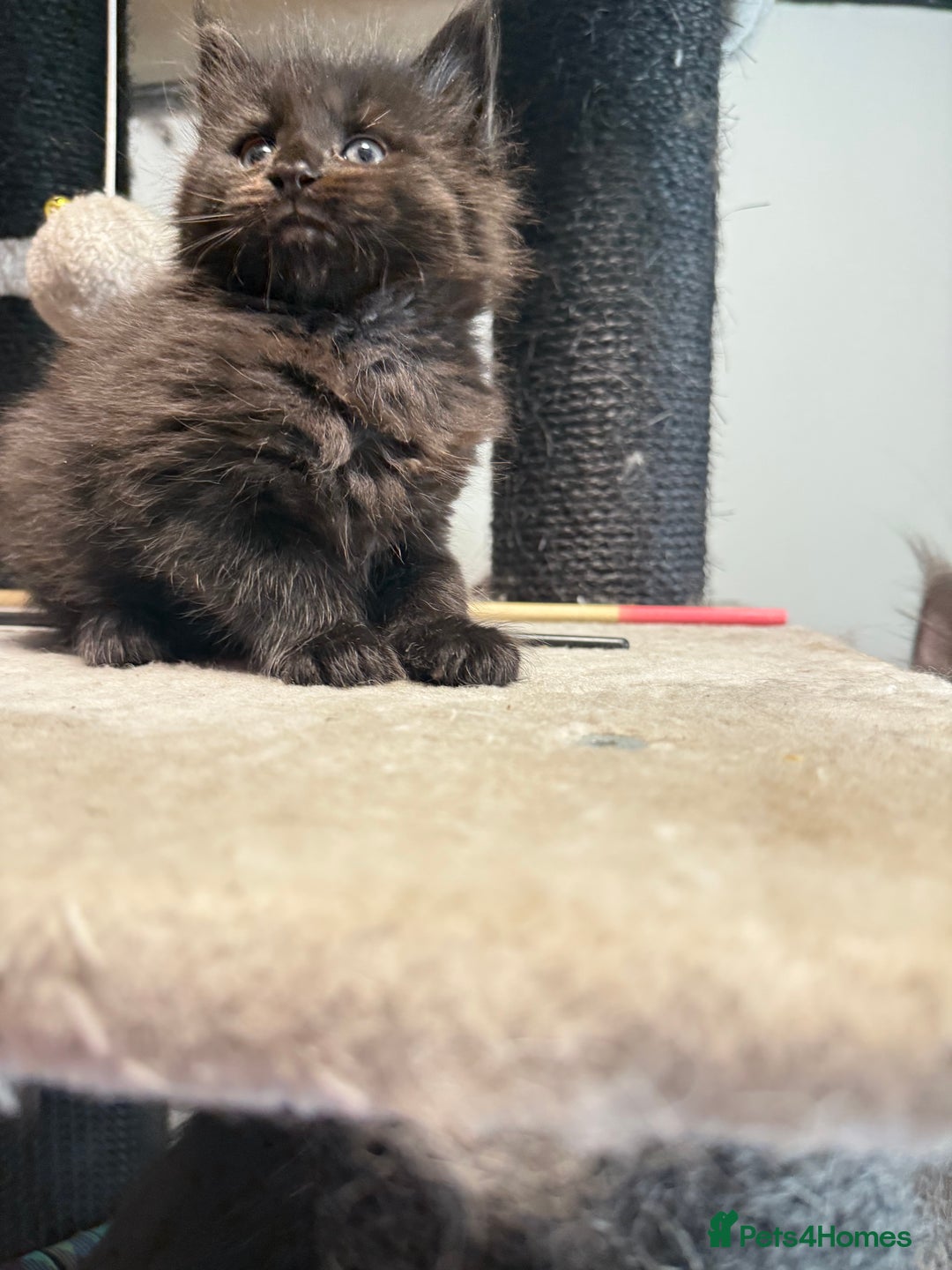 Maine Coon cats for sale:  Maine Coon Kittens Looking for Loving Homes 🐾 - Image 6