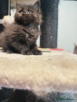 Maine Coon cats - Advert 14