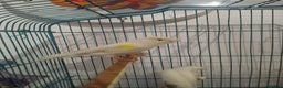 Canaries birds for sale: Yellow mosaic canaries for sale  - Advert 5
