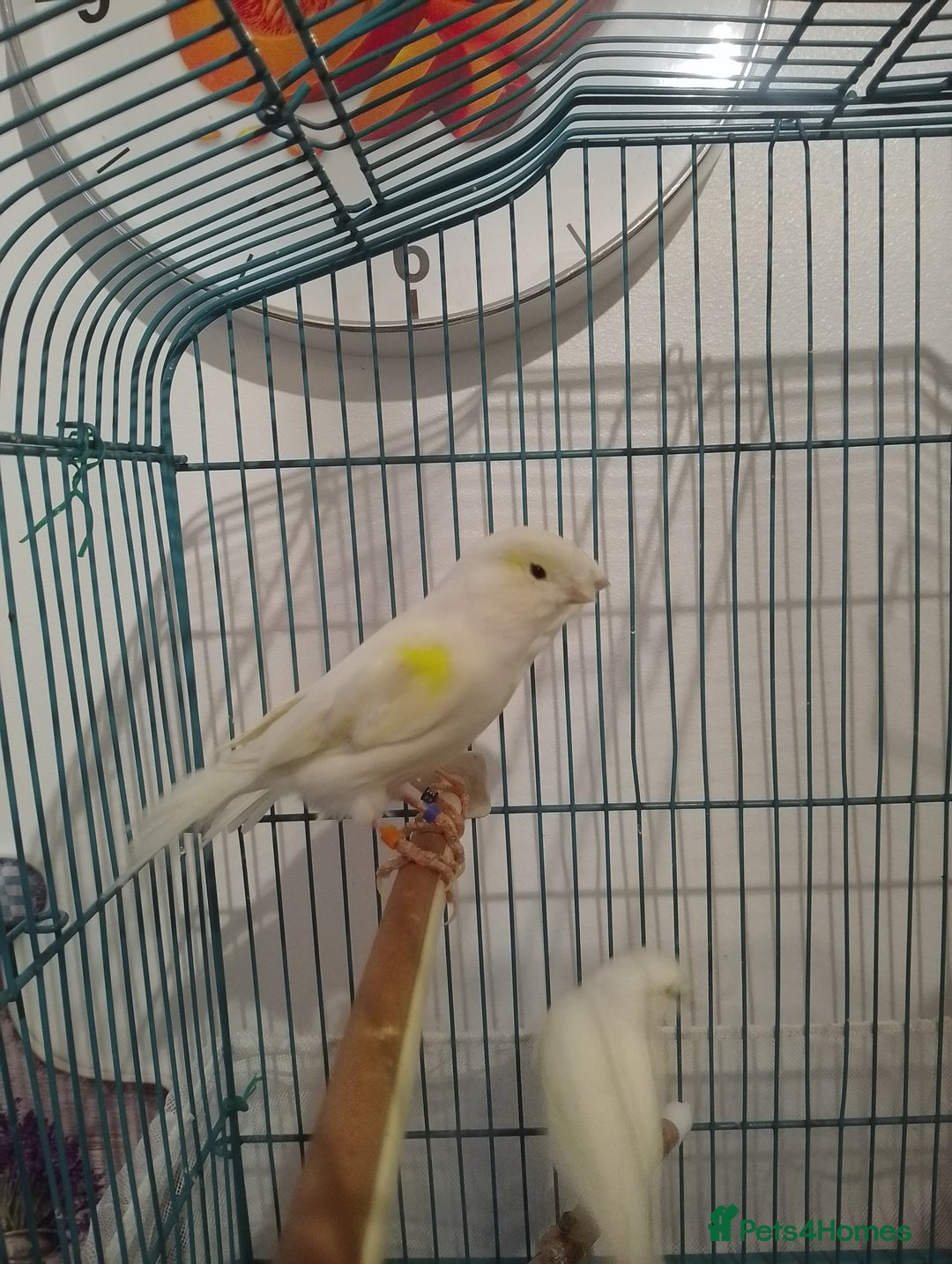 Canaries birds for sale: Yellow mosaic canaries for sale  - Advert 5
