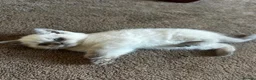 British Shorthair cats for sale: British short hair kitten  - Advert 4