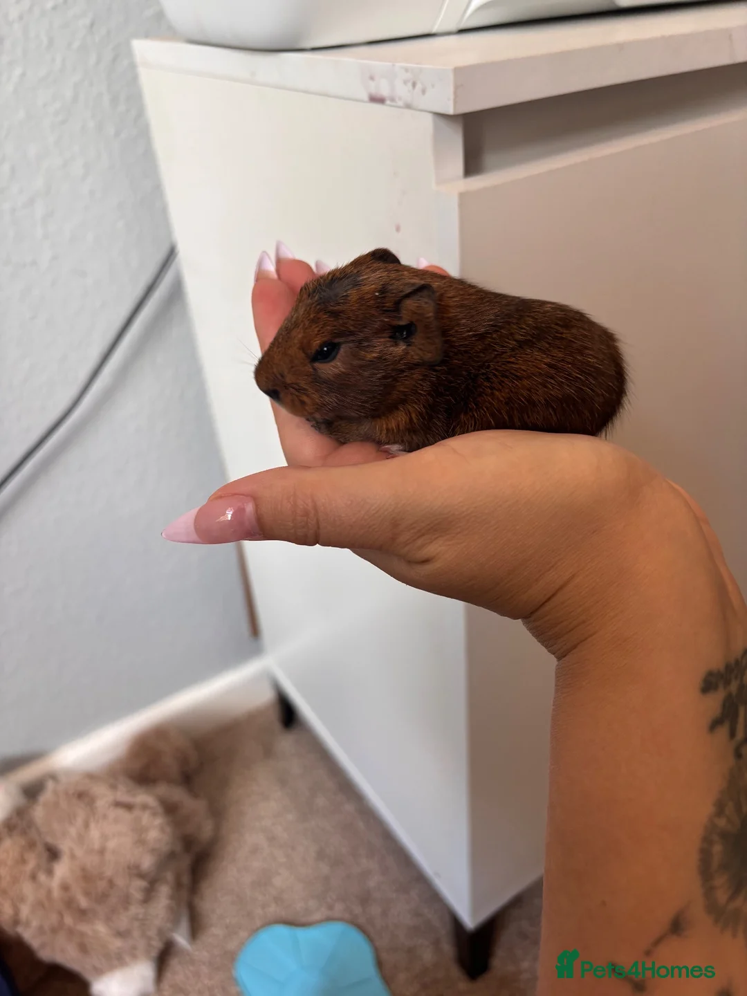 Guinea Pig rodents for sale: 2 male guinea pig babies! - Advert 3