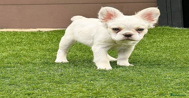 French Bulldog dogs - Advert 14