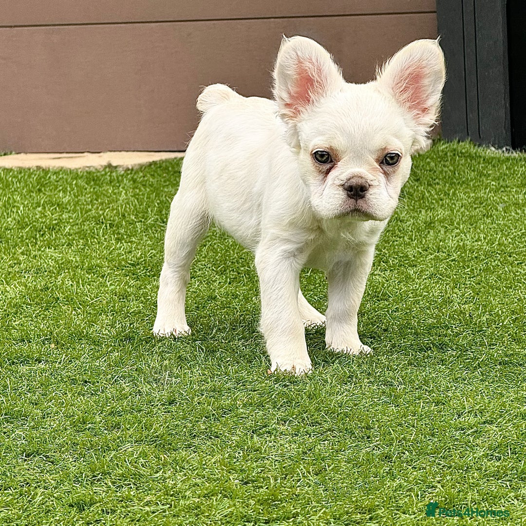 French Bulldog dogs for sale: female fluffy French bulldog 🩷 - Image 2