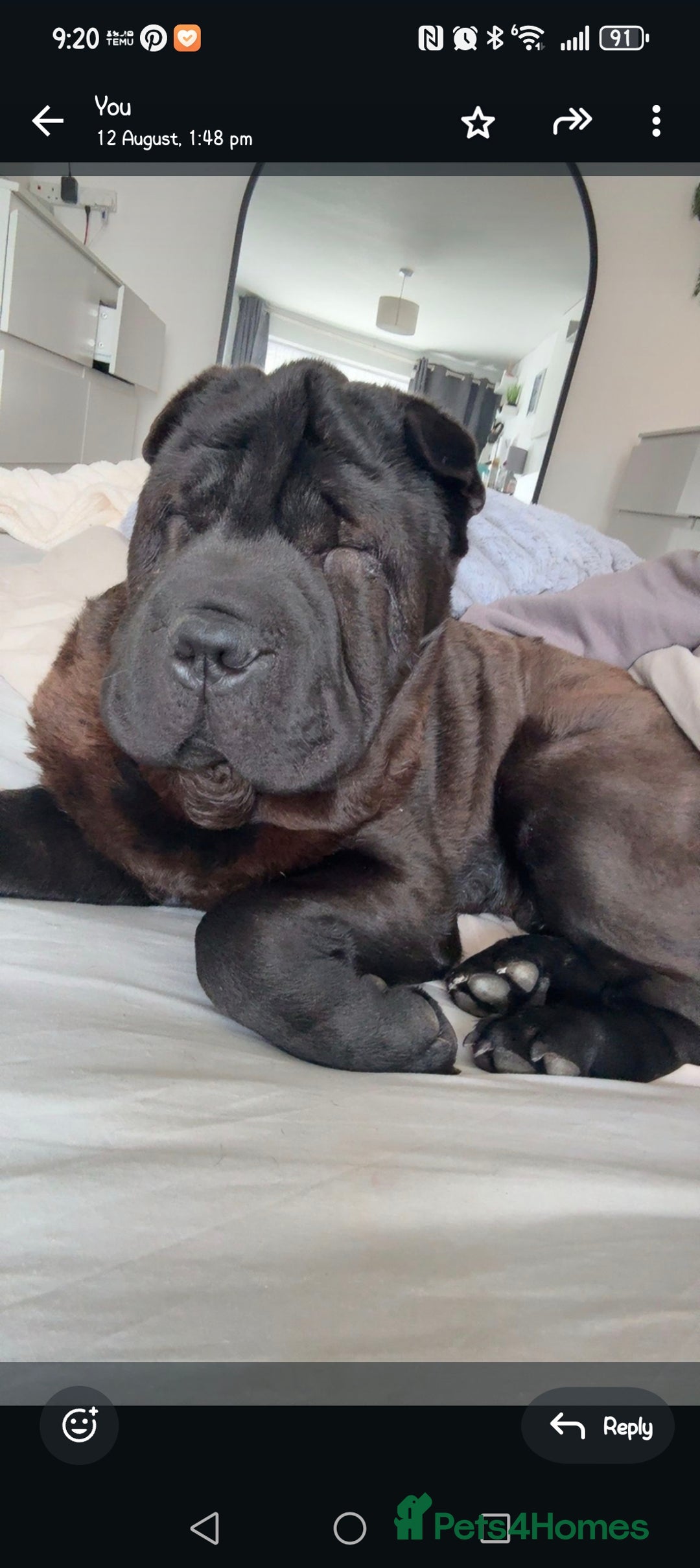 Mixed Breed dogs for sale: Shar pei  - Image 3