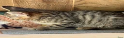 Bengal cats for sale: Bengal beautiful  - Advert 15