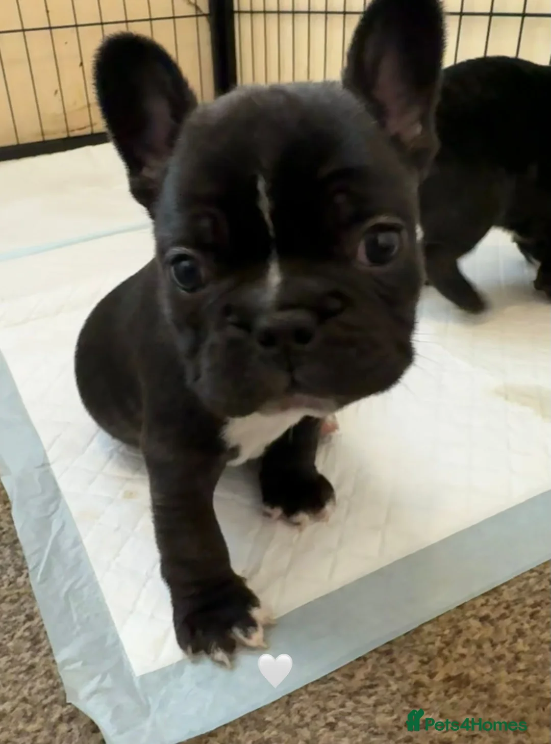 French Bulldog dogs for sale: French Bulldog Puppies - Advert 14