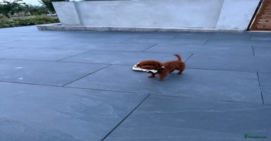 Toy Poodle dogs - Advert 5