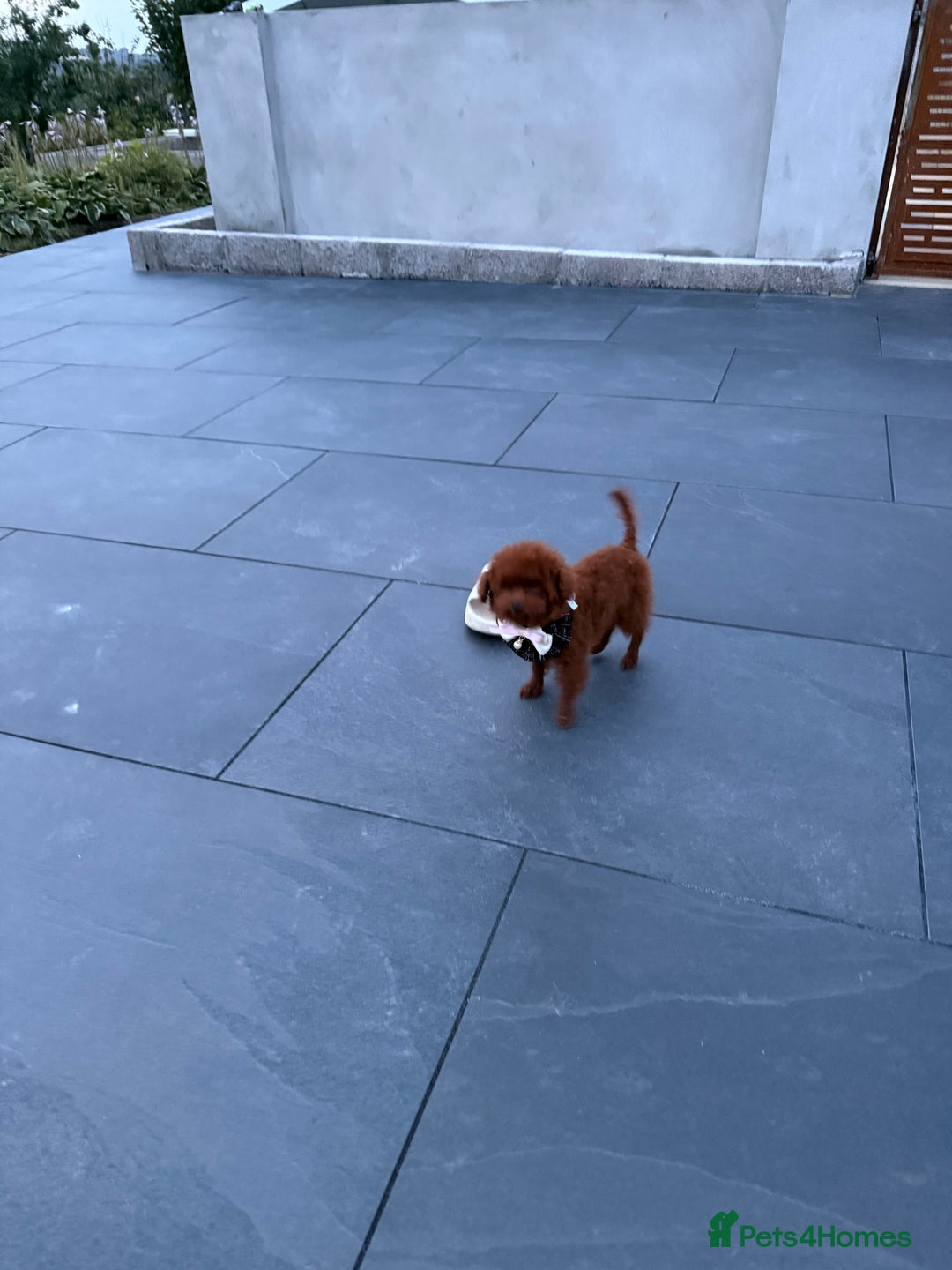 Toy Poodle dogs for sale: Asian teddy face toy poodles boys - Image 3