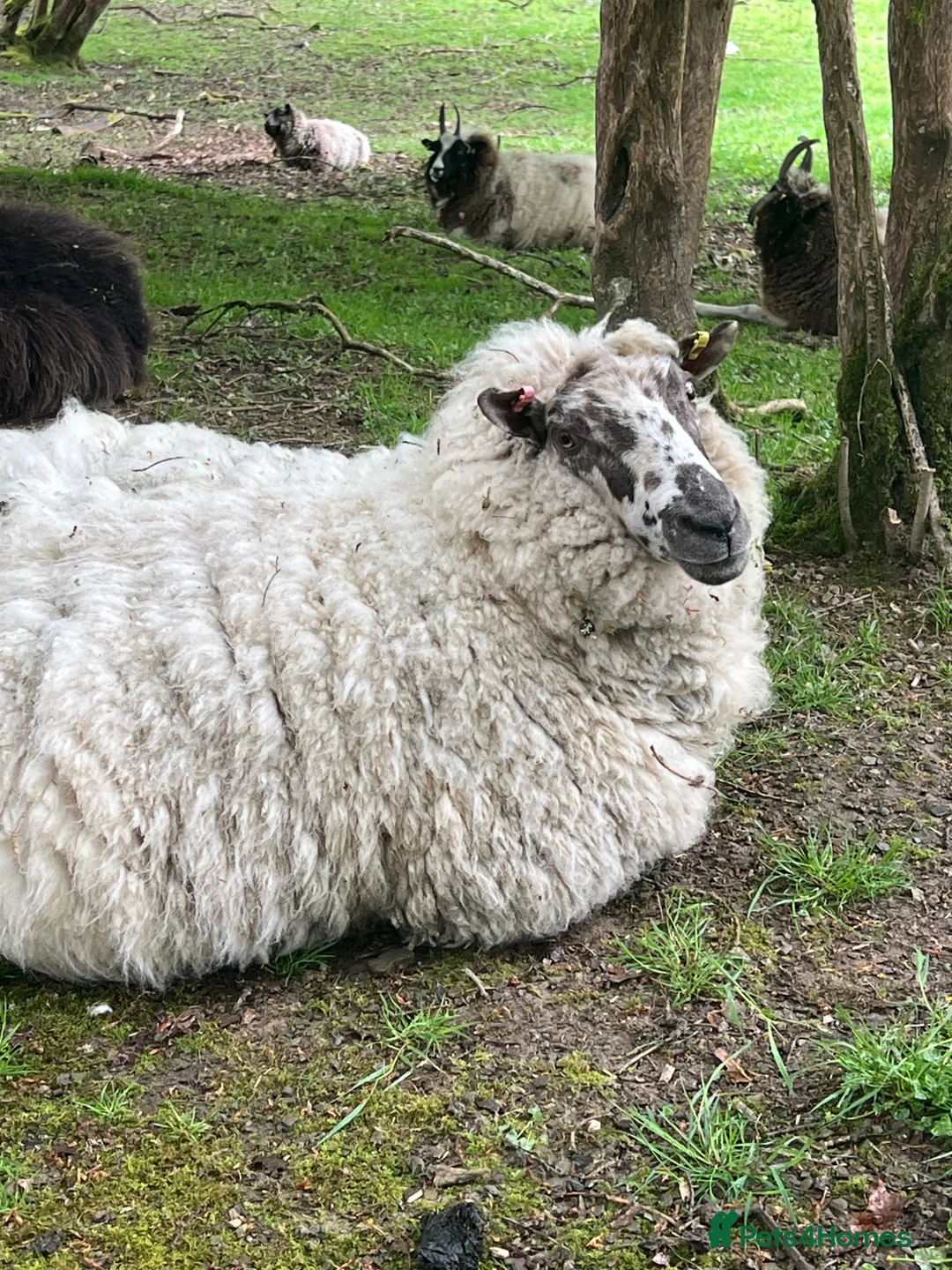 Sheep livestock for sale: Mixed flock of great lawnmowers  - Advert 2