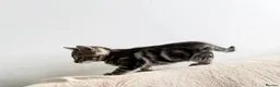 Mixed Breed cats for sale: 7 Adorable Mixed Breed Kittens - Advert 7