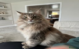 Maine Coon cats for sale: Maine Coon Boys for sale - Image 15
