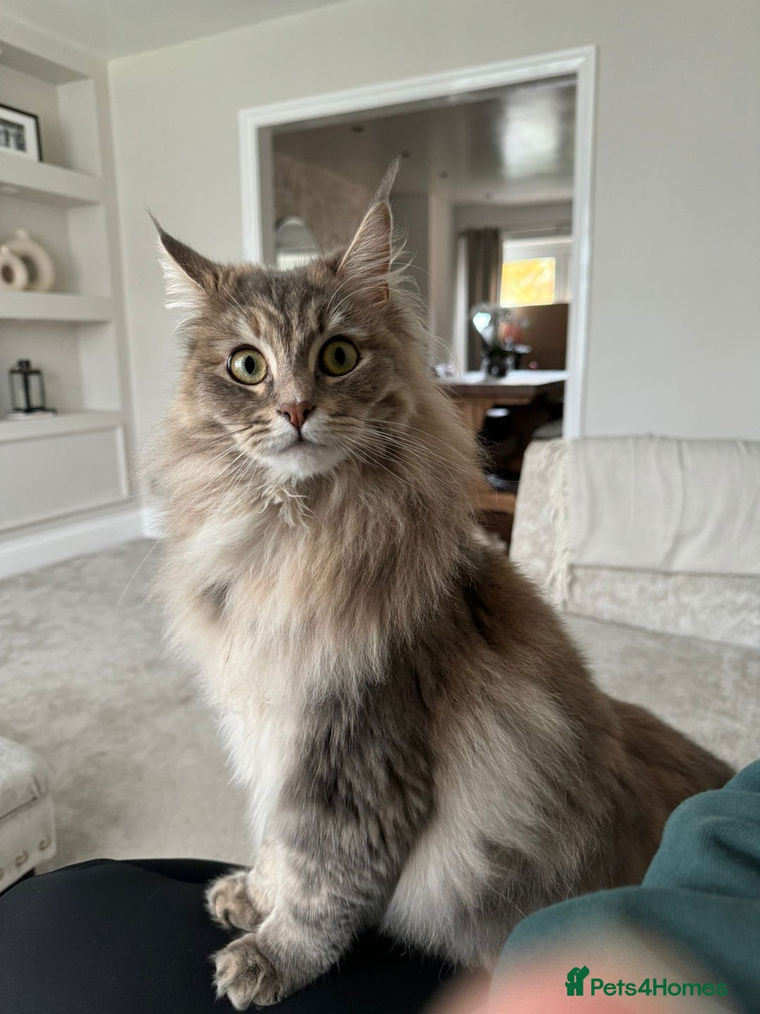 Maine Coon cats for sale: Maine Coon Boys for sale - Image 15