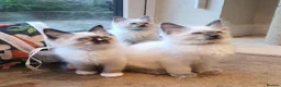 Ragdoll cats for sale: 💕Beautiful GCCF Registered Ragdoll Kittens. - Advert 34