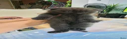 Scottish Fold cats for sale: Scottish fold kittens  - Advert 8