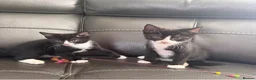 Domestic Shorthair cats for sale: Kittens in Billericay - Advert 5
