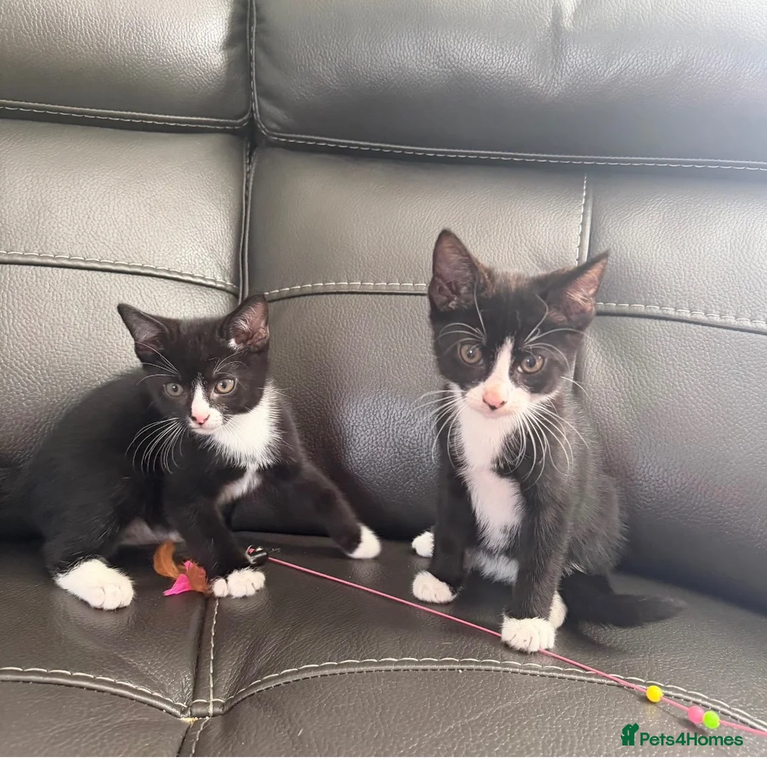Domestic Shorthair cats for sale: Kittens in Billericay - Advert 5