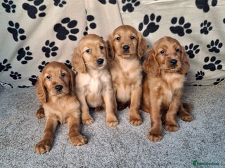 Mixed Breed dogs Beautiful golden irish puppies. - Advert 3