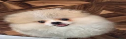 Pomeranian dogs for sale: Stunning Teddy Bear,KC Registered,Fluffy & Loving  - Advert 10