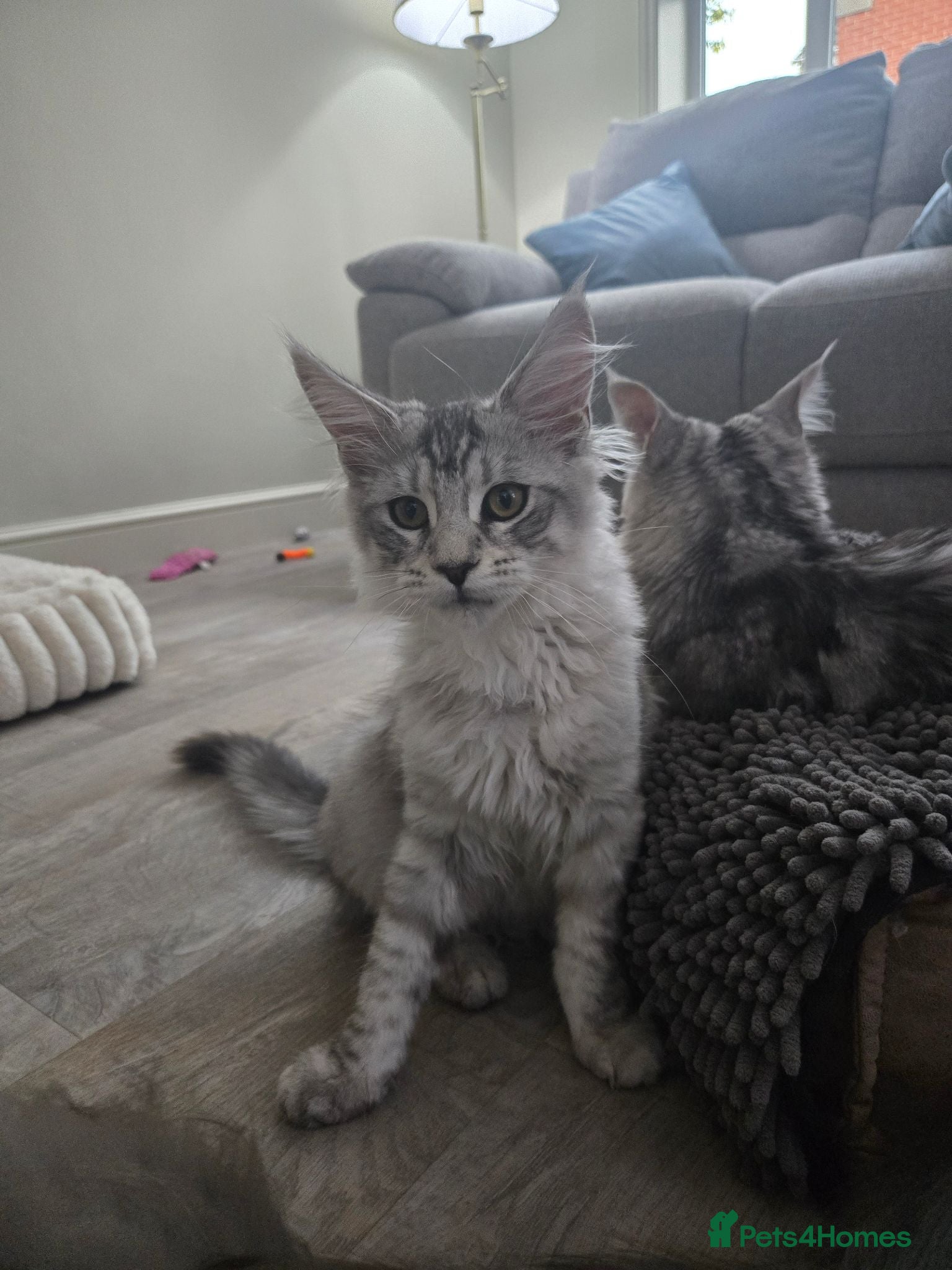 Maine Coon cats Pedigree Maine Coon Kittens  - Advert 2