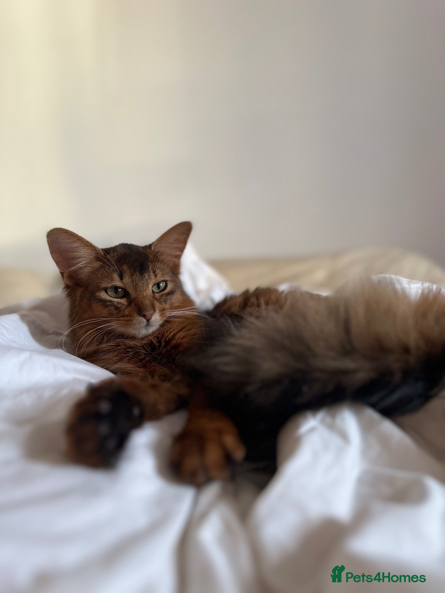 Somali cats Somali kittens available 😻 - Advert 2