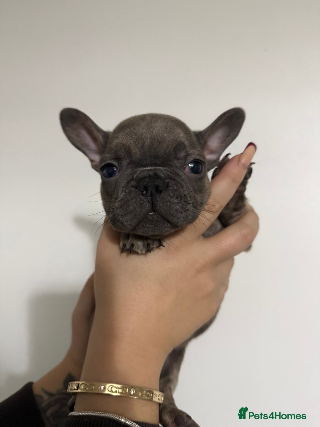 French Bulldog dogs for sale: Quality french bulldogs for sale - Advert 15