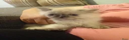 Persian cats for sale: Beautiful Persian kittens  - Advert 5
