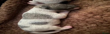 Jack Russell 4