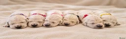 Golden Retriever dogs for sale: Exceptional Golden Retriever Show Type Puppies in Gainsborough - Advert 1