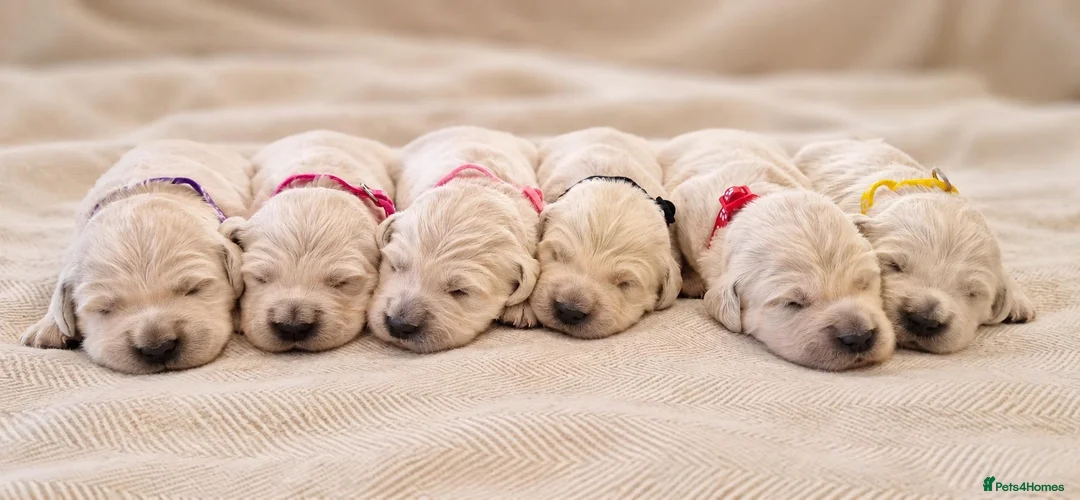 Golden Retriever dogs for sale: Exceptional Golden Retriever Show Type Puppies in Gainsborough - Advert 1