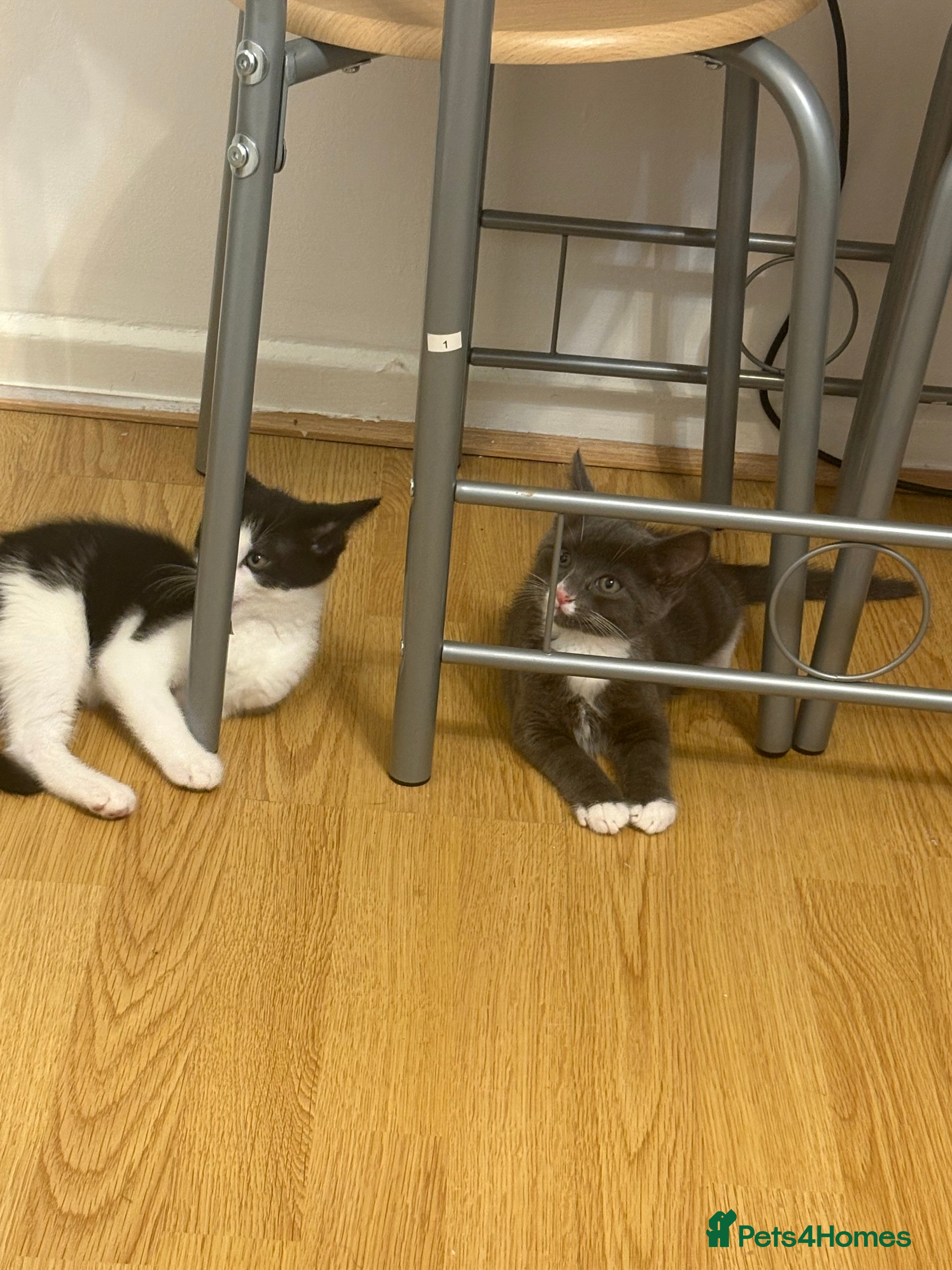 Mixed Breed cats for sale: Kittens 4 sale  - Advert 3