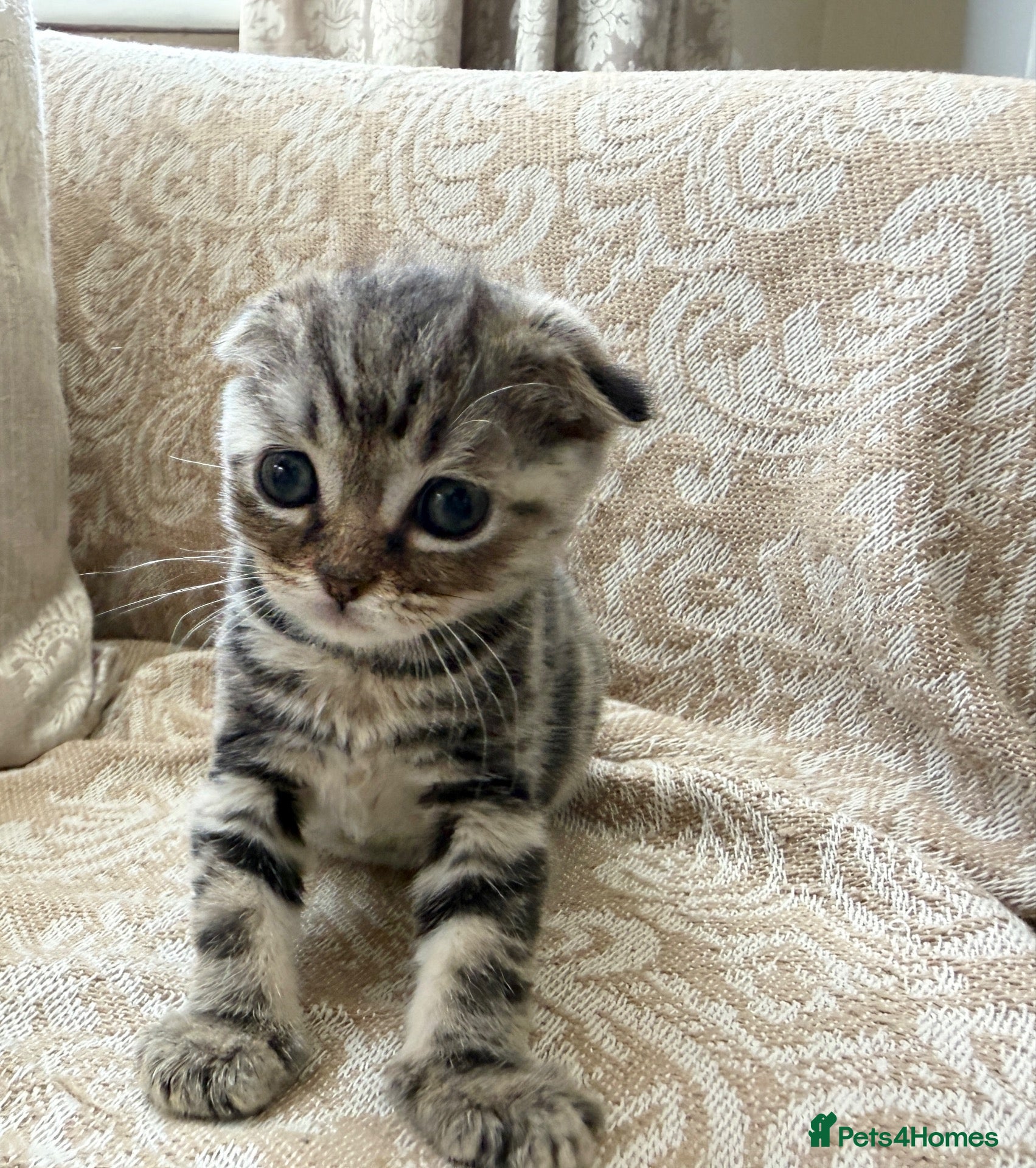 Scottish Fold cats 4 Scottish fold x Scottish straight  - Advert 2