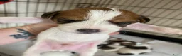Jack Russell dogs for sale: Jack Russel terrier mix puppies  - Advert 4
