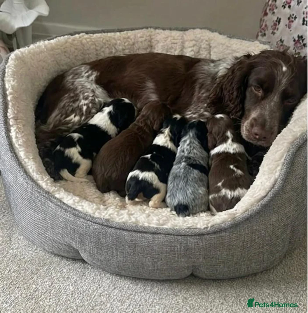 Cocker Spaniel dogs for sale: Cocker Spaniel Puppies  - Advert 10