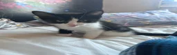Mixed Breed cats for sale: 6 Beautiful kittens  - Advert 3