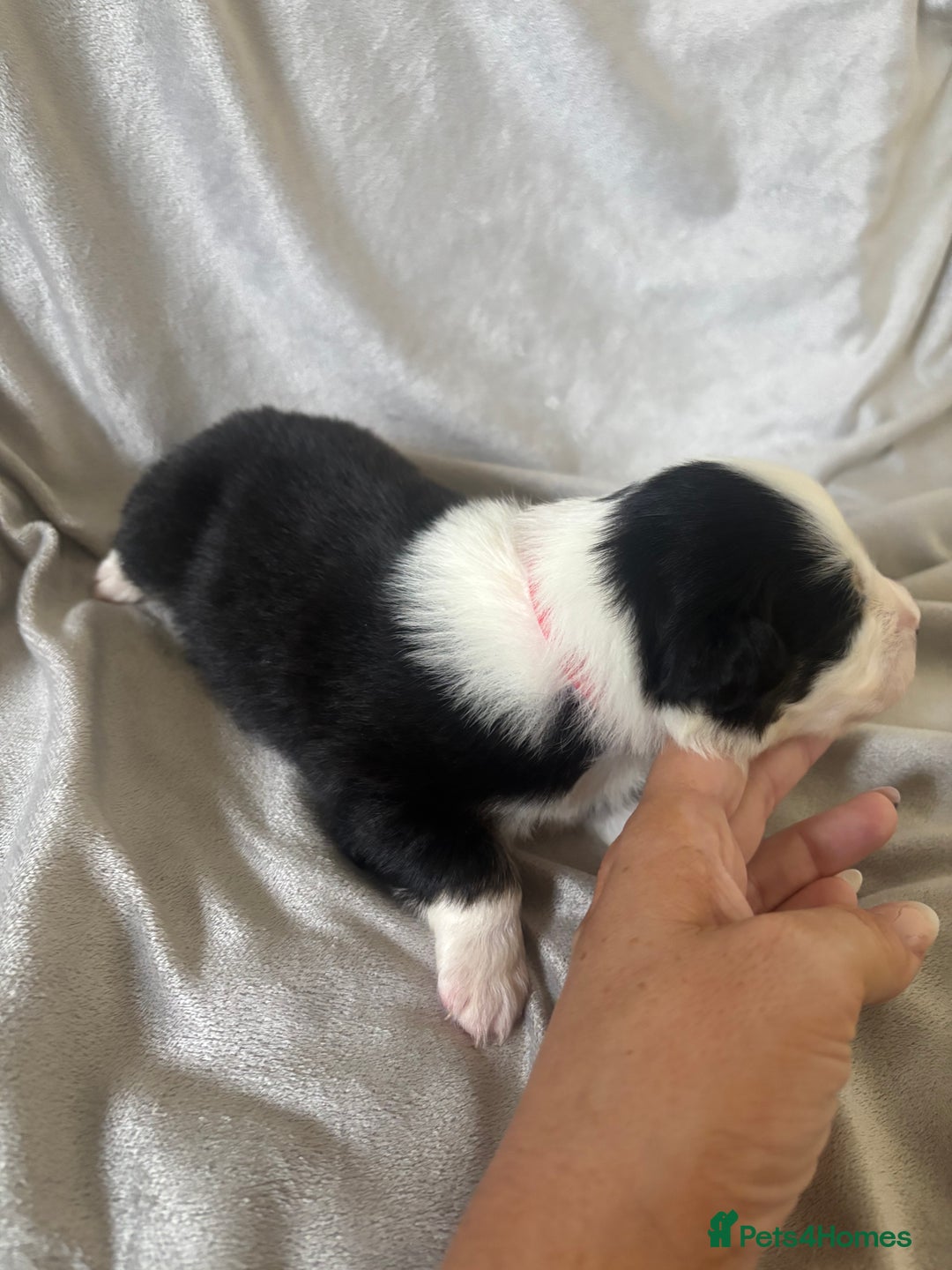 Australian Shepherd dogs for sale: KC registered Australian shepherd puppies  - Advert 19