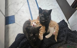 British Shorthair cats for sale: 4 Beautiful Kittens - Image 12