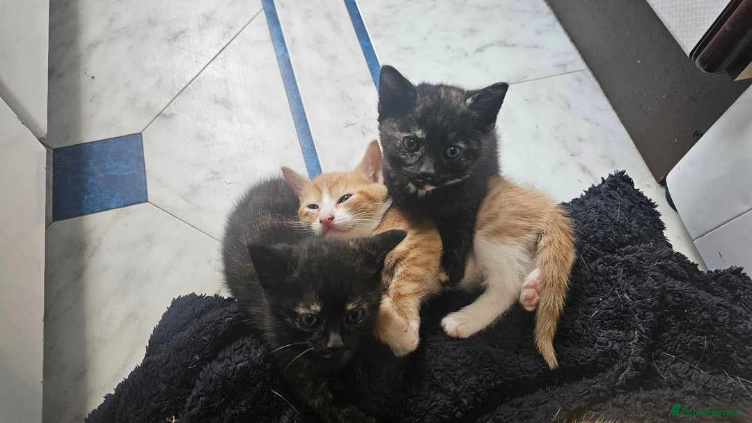 British Shorthair cats for sale: 4 Beautiful Kittens - Image 12