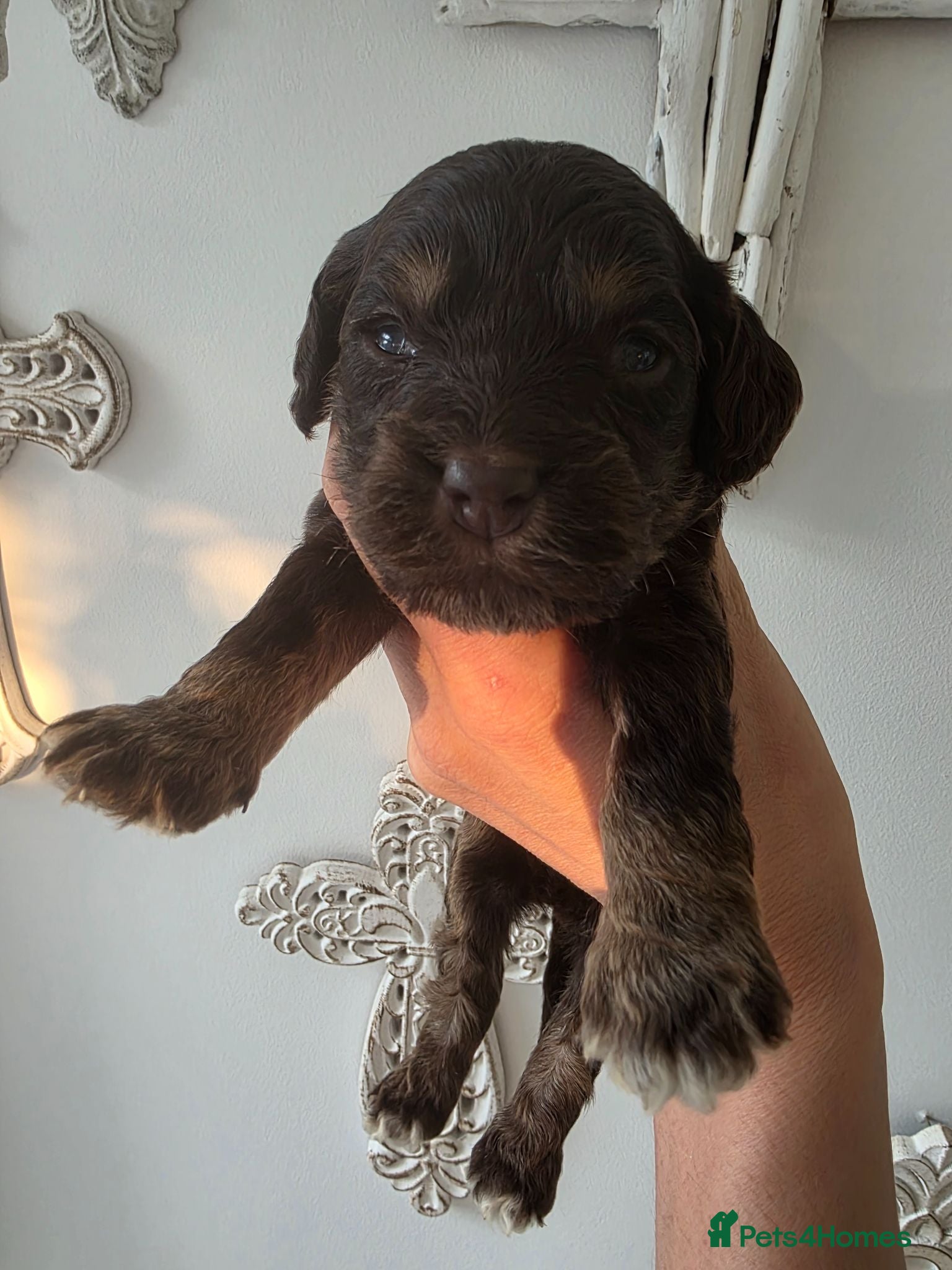 Cockapoo dogs Stunning extensively health tested cockapoos  - Advert 2