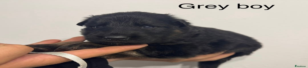 German Shepherd Puppy 6