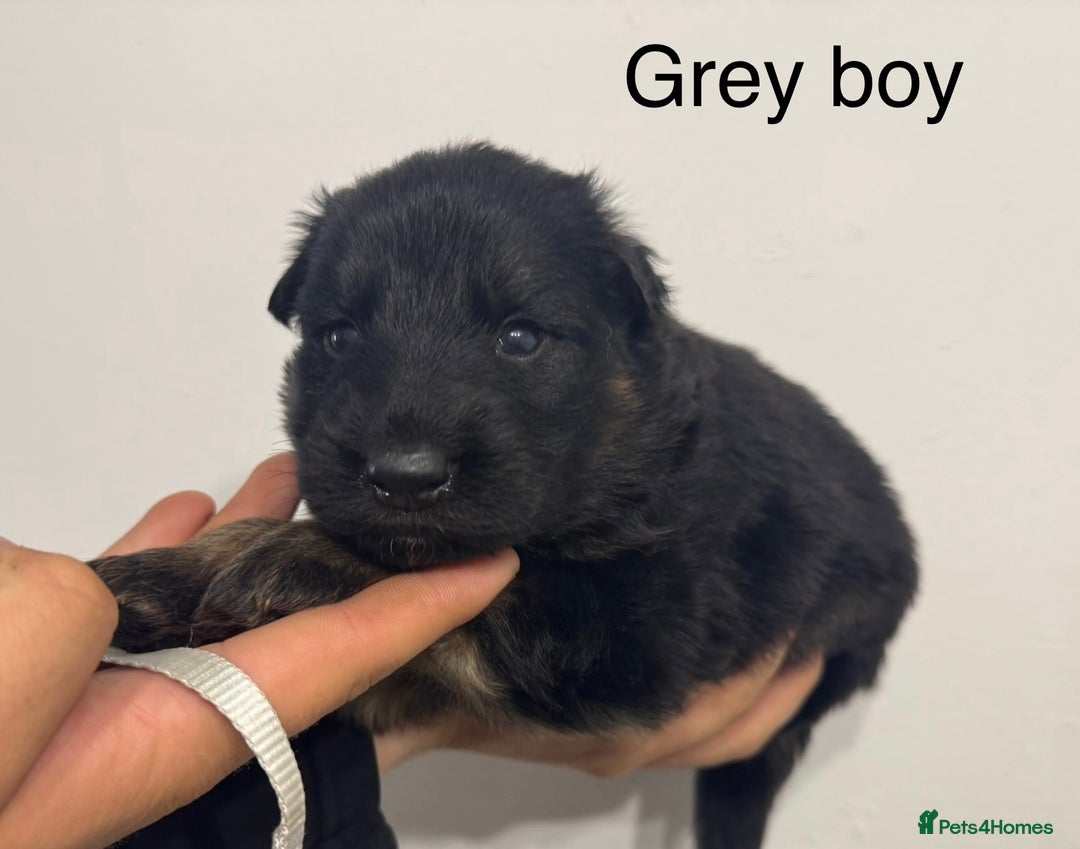 German Shepherd dogs for sale: GERMAN SHEPHERD LONG COATED PUPPIES - Image 7