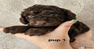 Cockapoo dogs - Advert 3