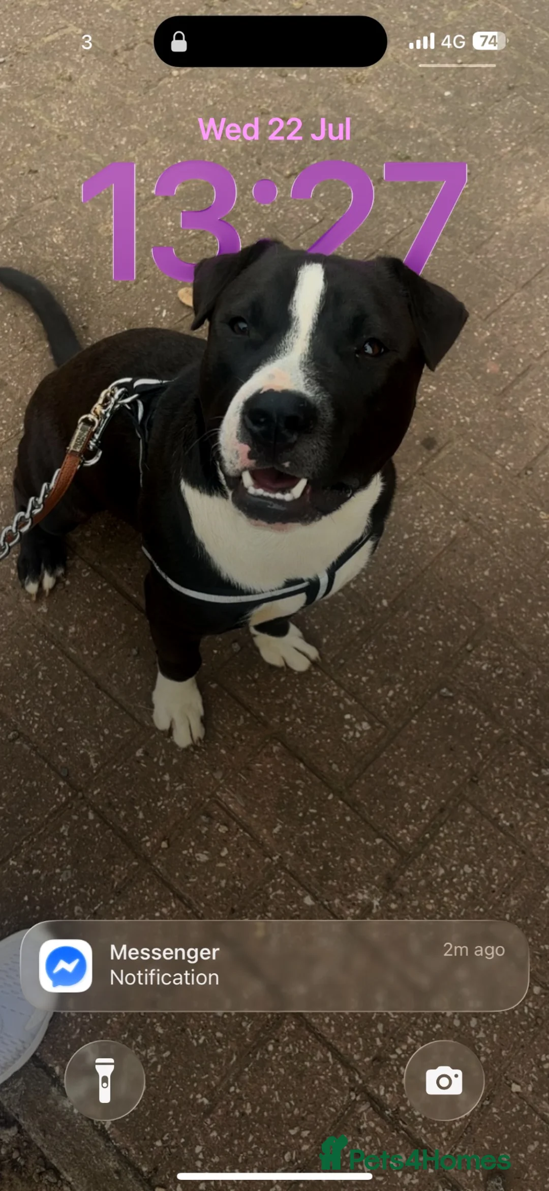 Mixed Breed dogs for sale: American Staffordshire bull terrier - Advert 1