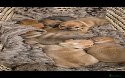 French Bulldog dogs for sale: KC Reg. French bulldogs looking for new home - Image 8