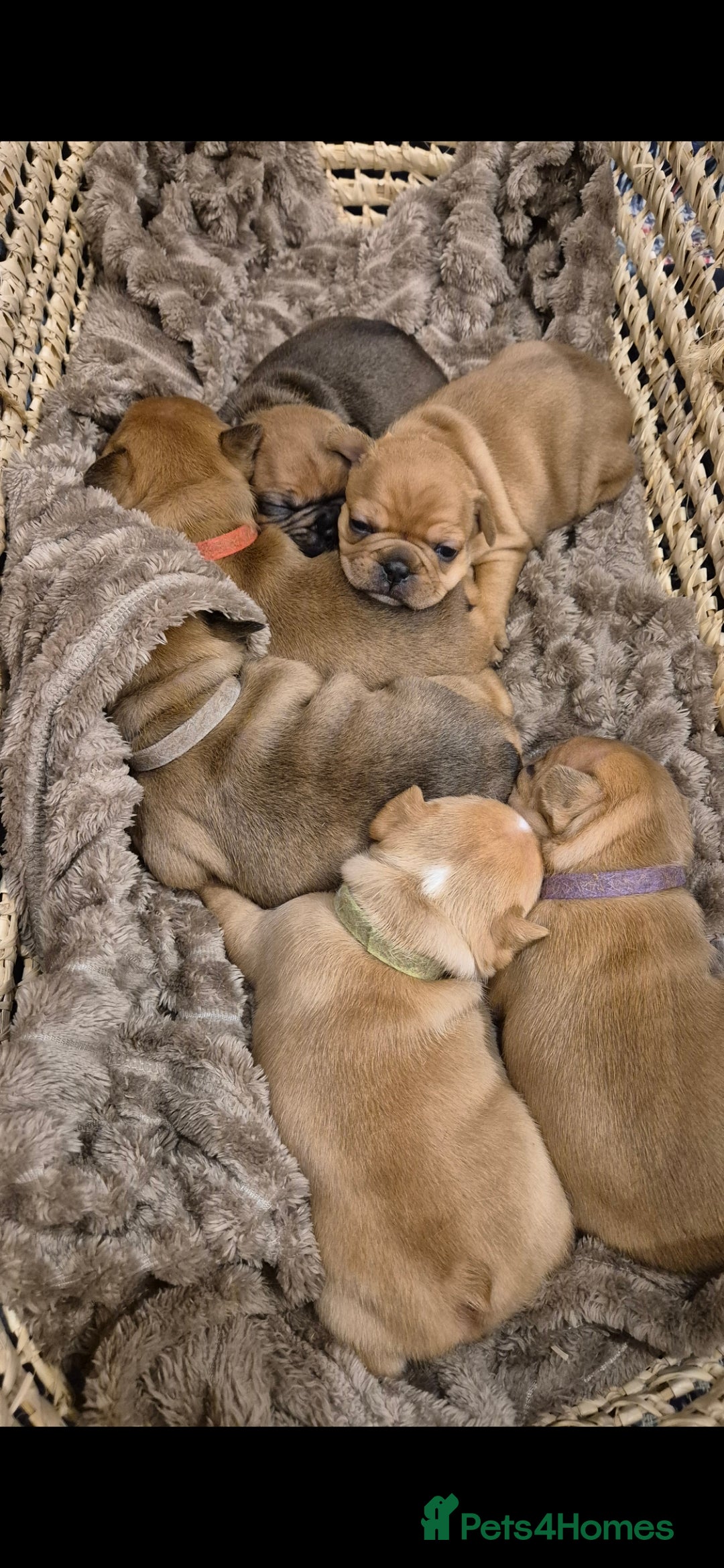 French Bulldog dogs for sale: KC Reg. French bulldogs looking for new home - Image 8