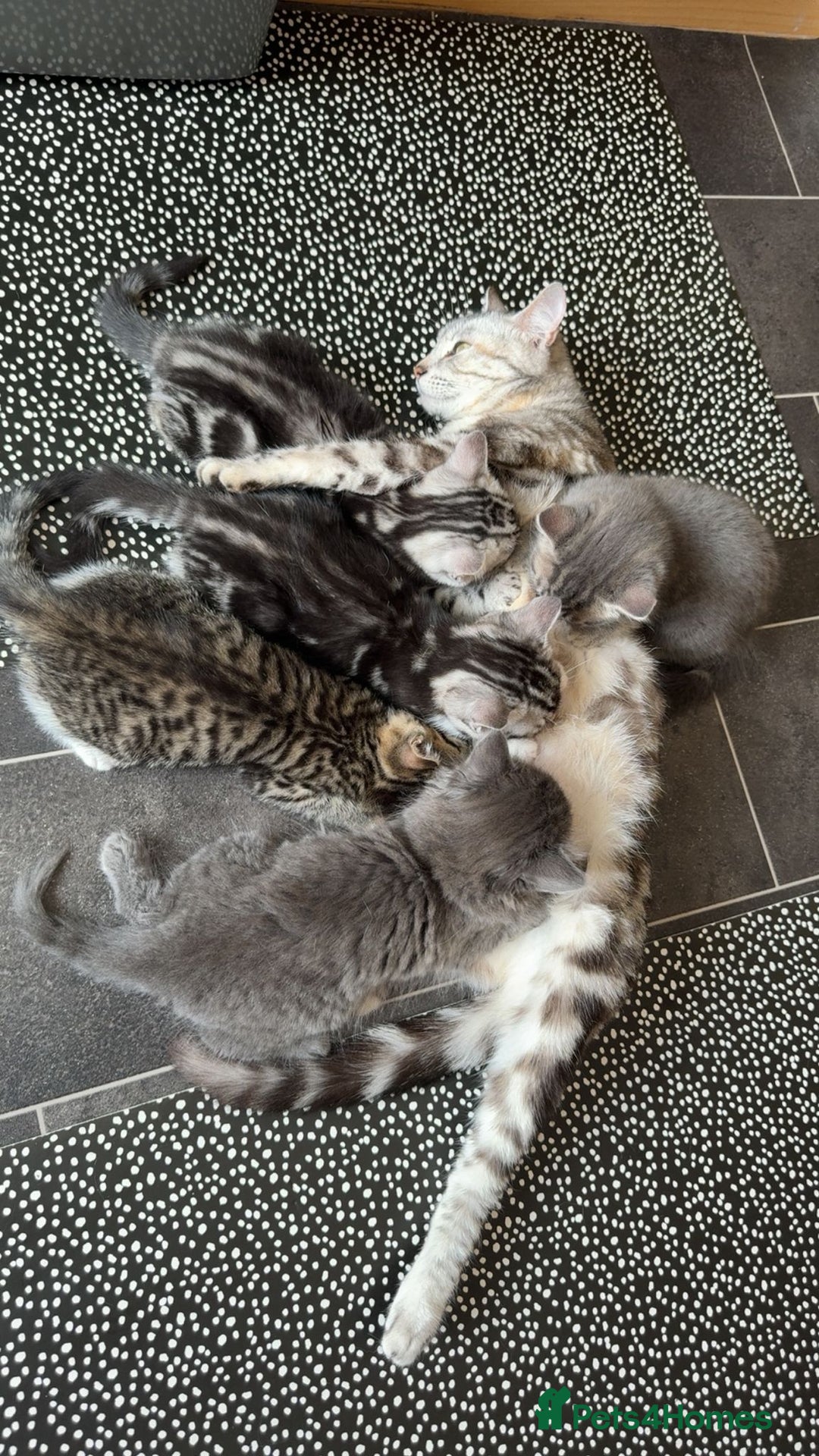 Bengal cats for sale: Bengal Tabby kittens - Image 5
