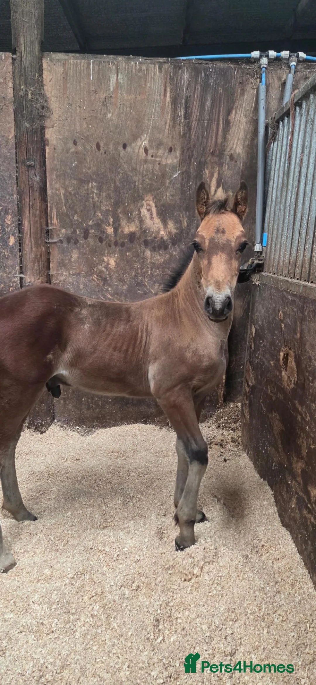 Welsh Section D horses for sale: Quality section D colt foal  - Advert 2