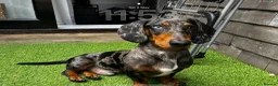Dachshund dogs for stud: Black & Grey Standard Dachshund Stud Blue&GreenEye in London - Advert 1